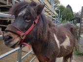 Unser Pony